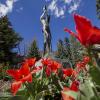 tulips at CU