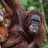 monkey