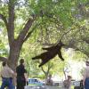 falling bear