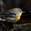 Northern Parula