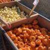 Pumpkins