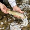 Rainbow Trout