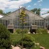 century plant agave