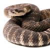 rattlesnake