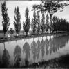 CU Cottonwood trees in 1909