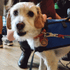 therapy dogs