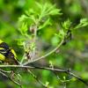 Bird on a branch