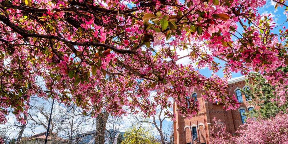 Blossoming trees on campus