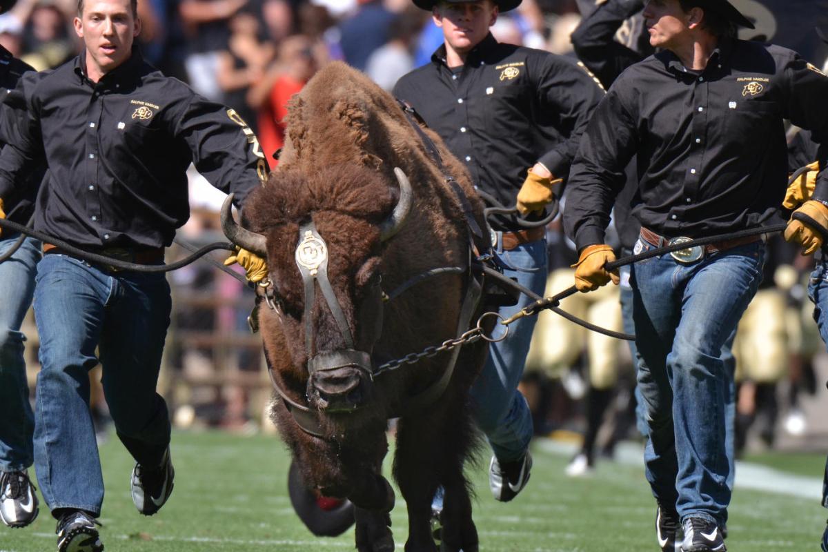Ralphie Running at CU Boulder Football Game