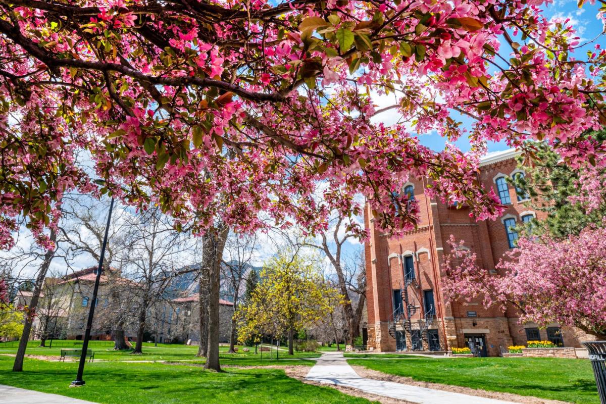 Spring flowers on campus