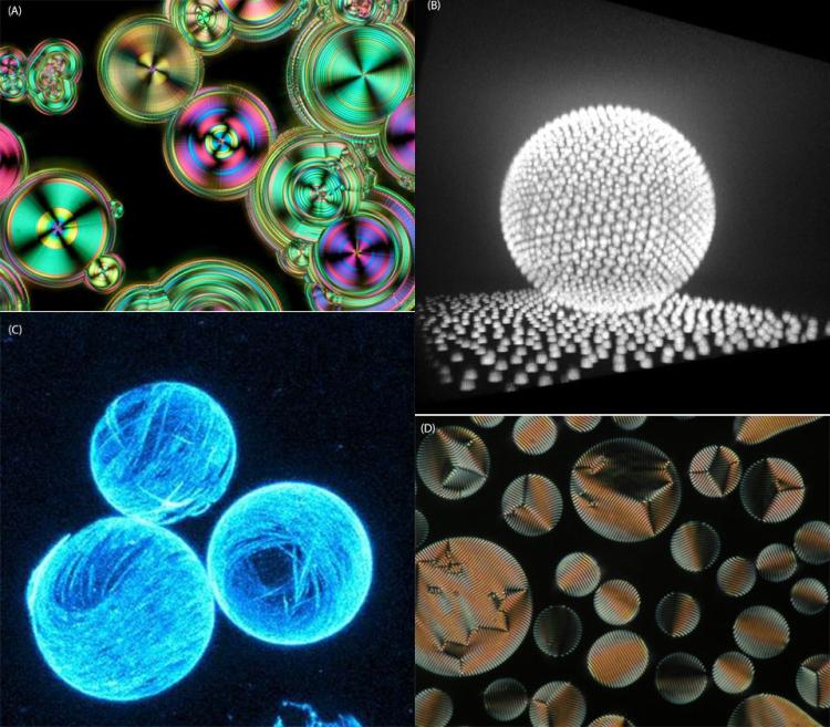 BSS2015 Poster image