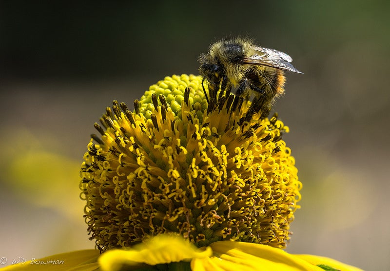 bumblebee on a cone flower