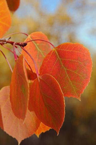 aspen leaves with fall colors