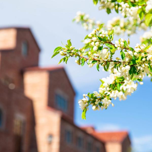 Flowers on campus