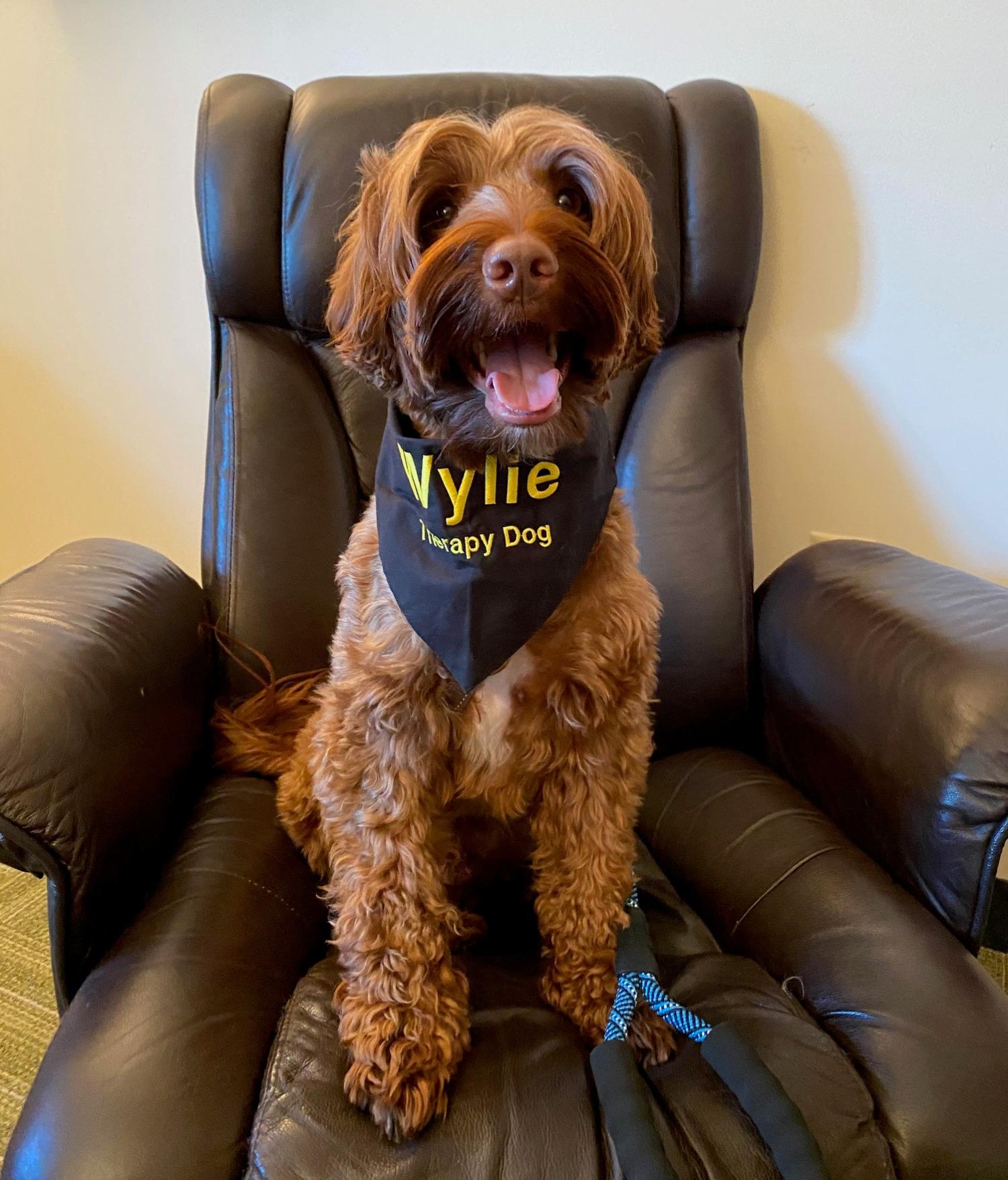 Wiley Dog