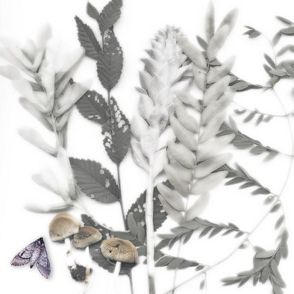 Scanned found object collage with leaves and bugs