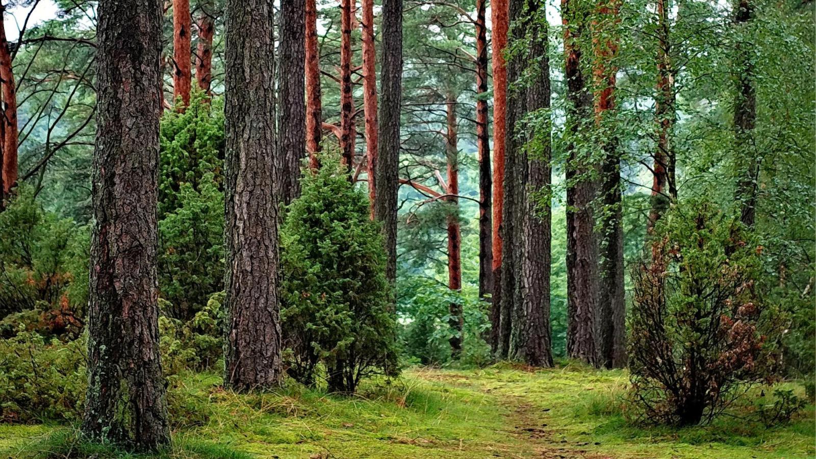 forest