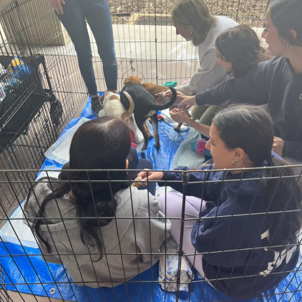 Stress less puppy event pic