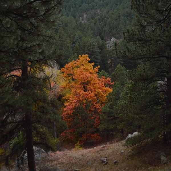 Autumn tree on the mountains
