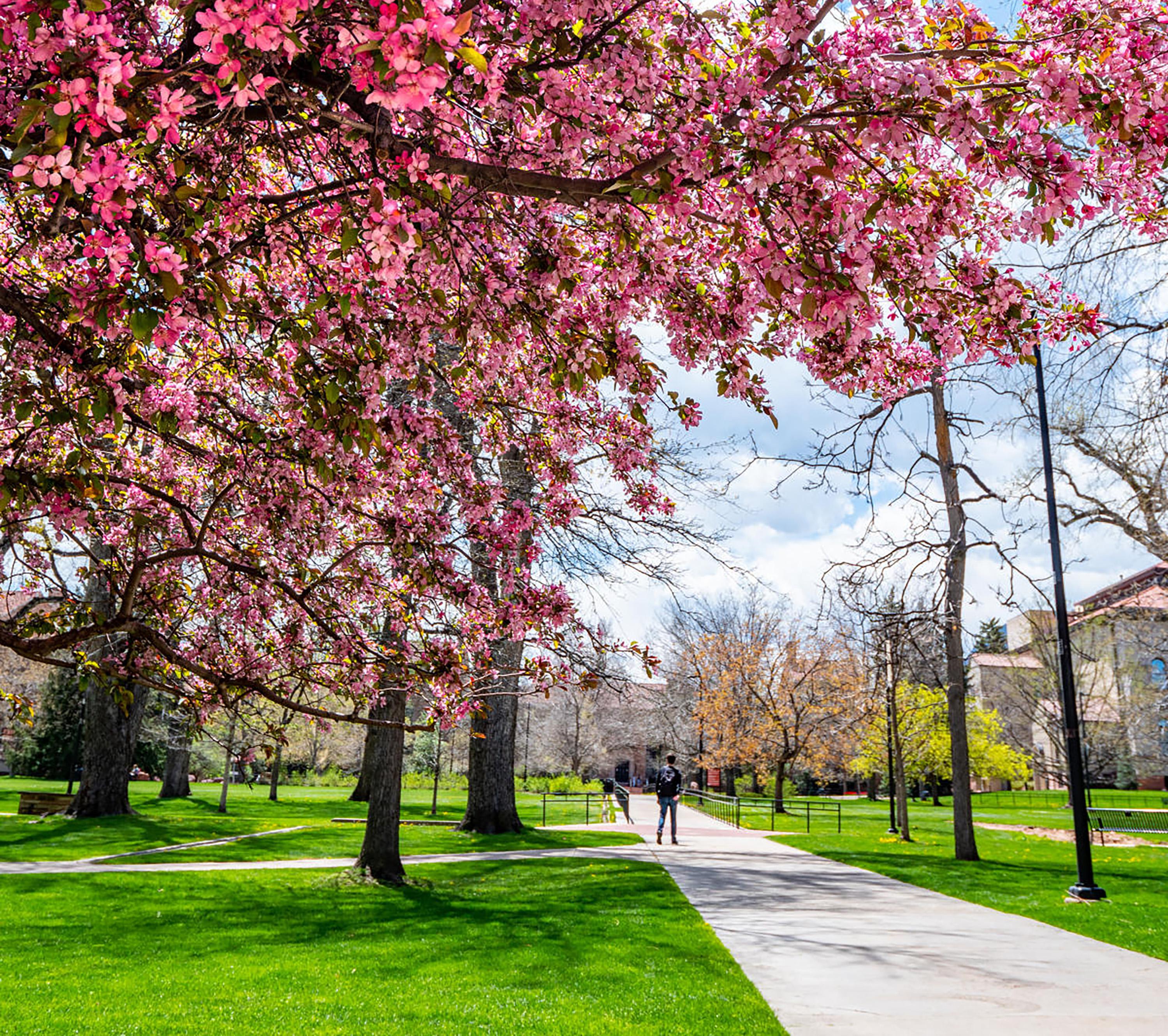 Blooming flowers on campus