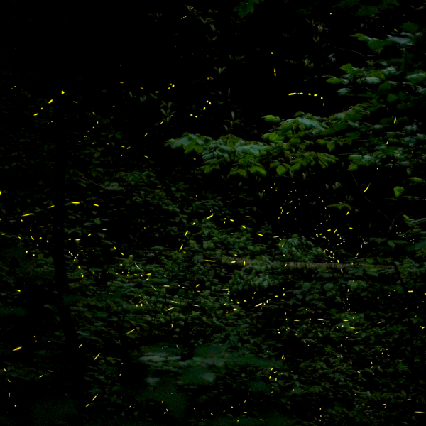 A stacked photograph of firefly flashes in Tennessee