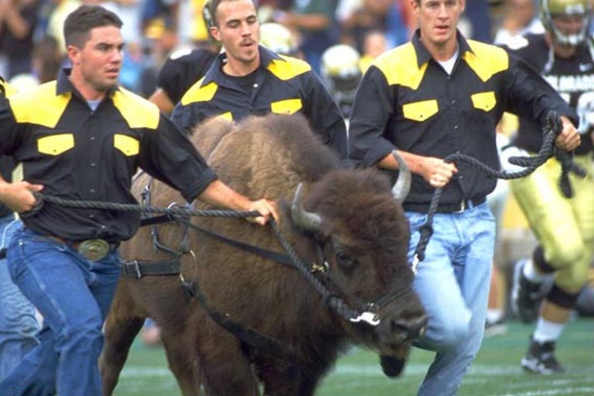 Ralphie runs across the field before a football game.