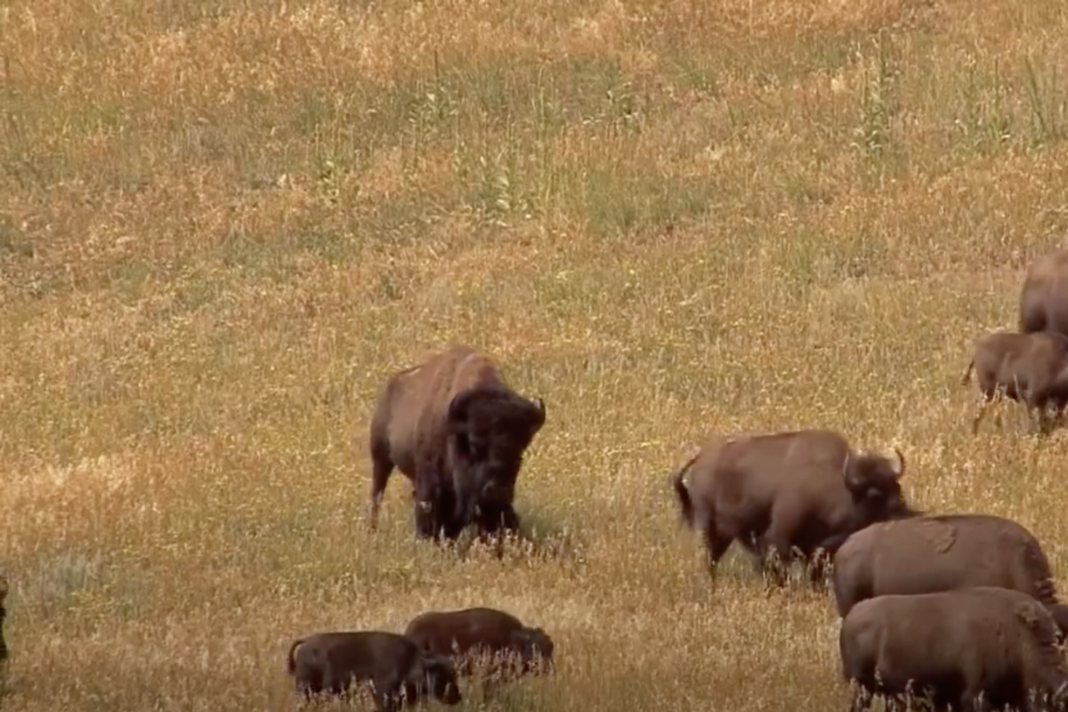 Buffalo stand in a grass field