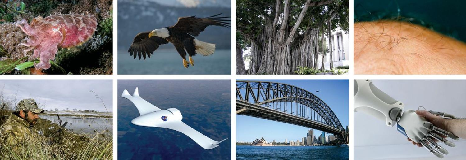 At top: Biological systems that tightly integrate sensing, actuation, computation and communication. At bottom: The engineering applications that could be enabled by materials that take advantage of similar principles. From left: The cuttlefish (camouflage), an eagle’s wings (shape change), the banyan tree (adaptive load support) and human skin (tactile sensing).