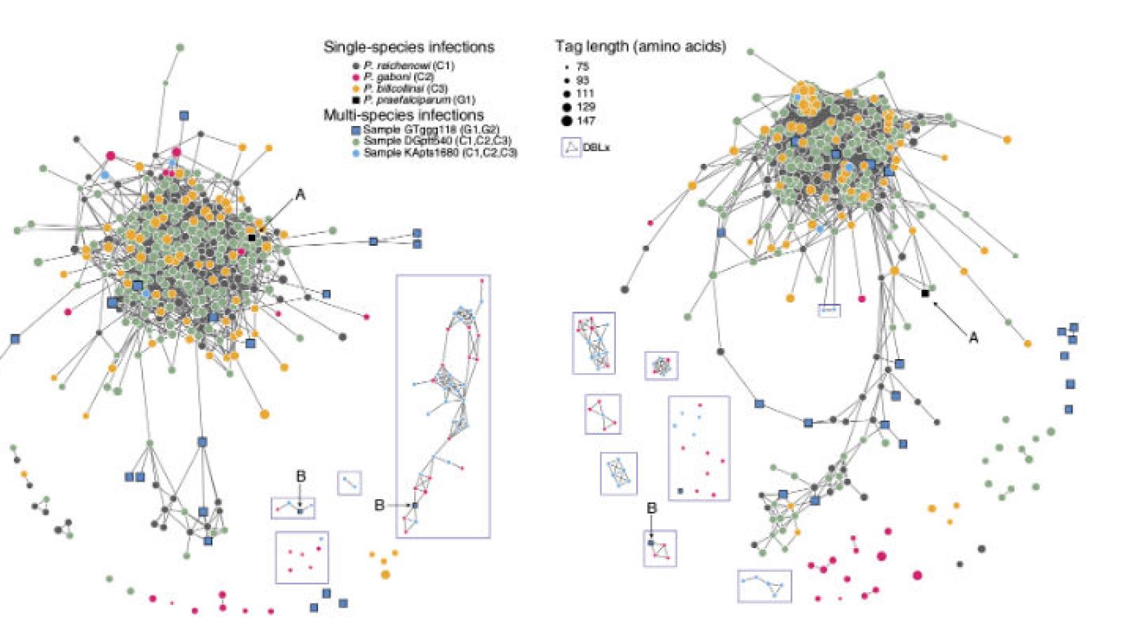 Daniel Larremore and colleagues study complex network properties to understand the spread of malaria.