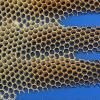 Honey bee working on honeycomb