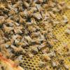 A cluster of bees on the CU Boulder campus.
