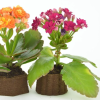 Flower pots made from coffee grounds with flowers in them 
