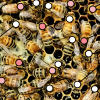 Bees cover