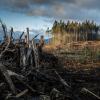 Photo of forestry with few trees remaining by Jeremy Bishop on Unsplash