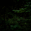 A stacked photograph of firefly flashes in Tennessee