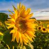 Sunflowers in a field