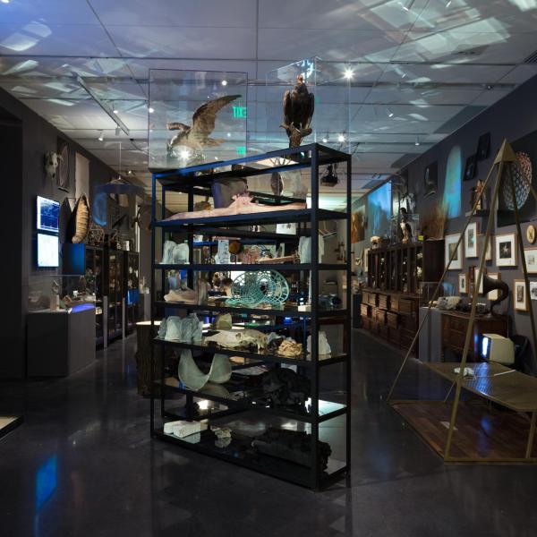 A shelving unit with curiousities