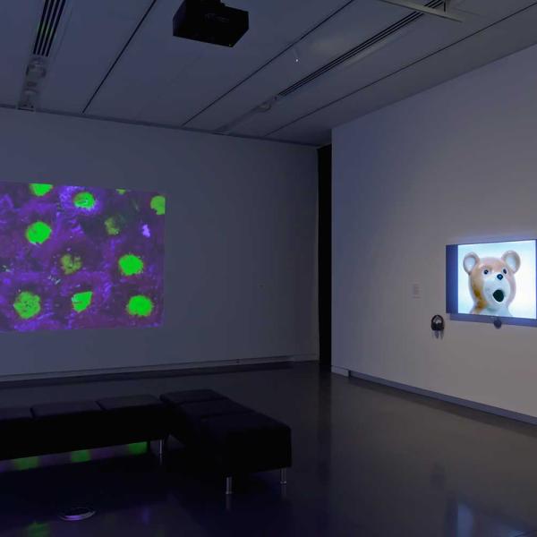 Installation view of the Interlaced exhibition showing video stills
