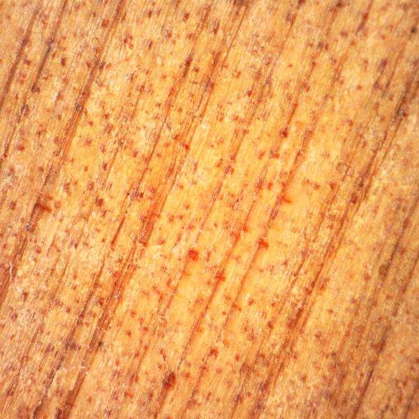 highly magnified detail of wood grain