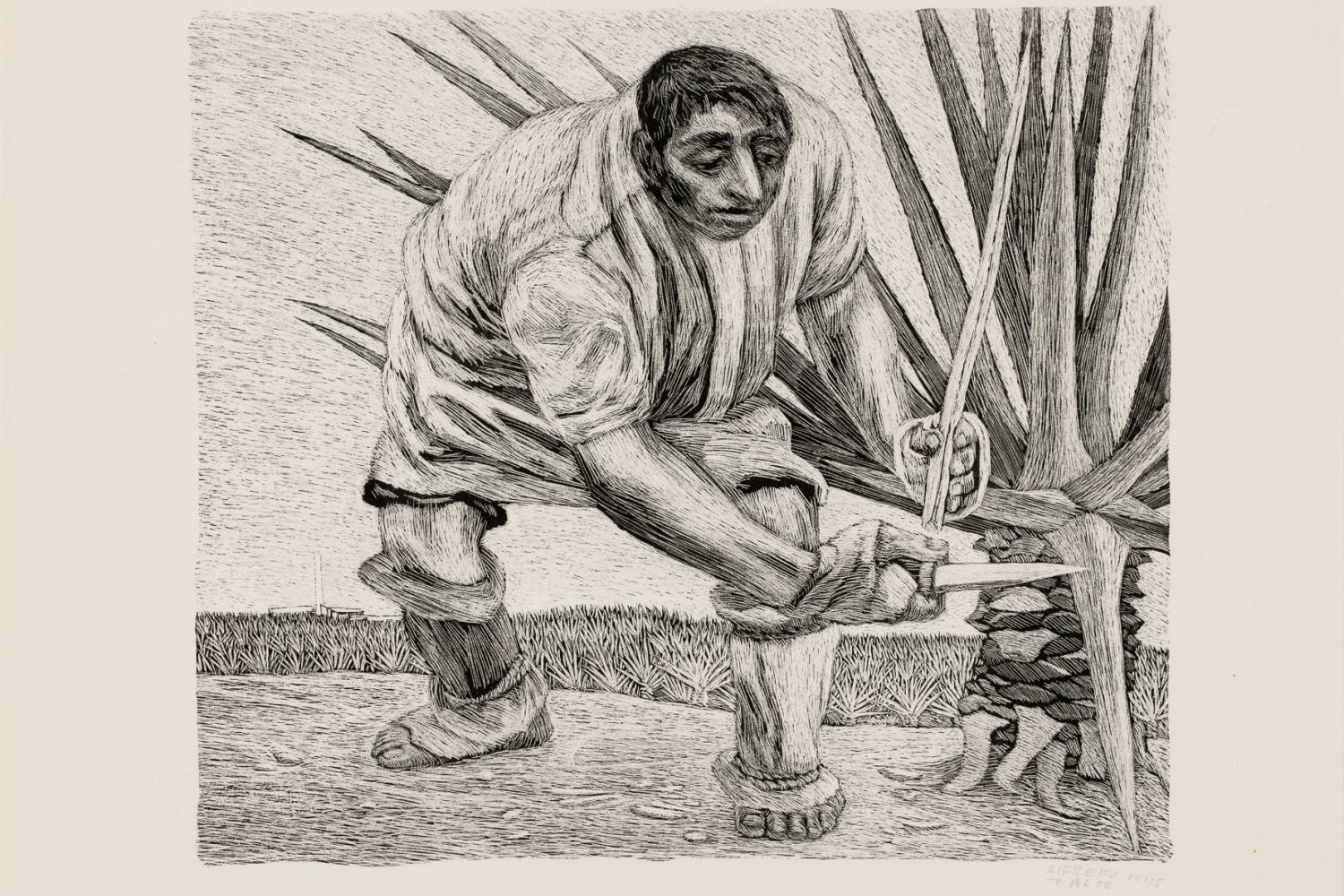 A black and white lithograph of a man crouched over and cutting a leaf off of a yucca plant with a knife.