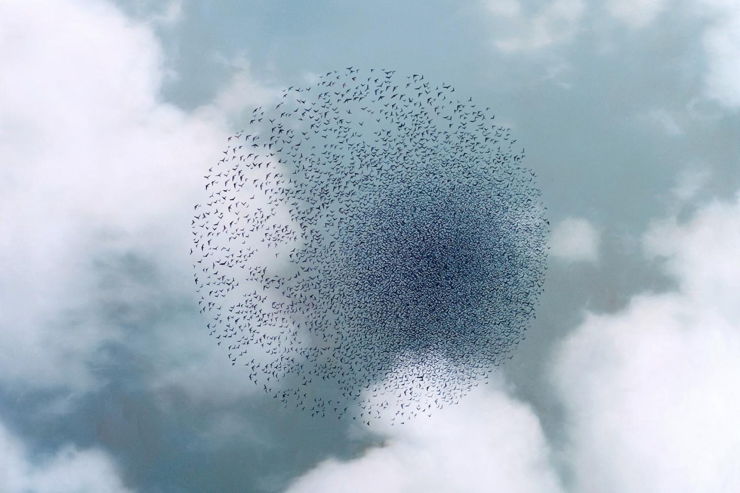 Many distant birds flying and converging into a circle shape together above a background of blue sky and fluffy, white clouds..