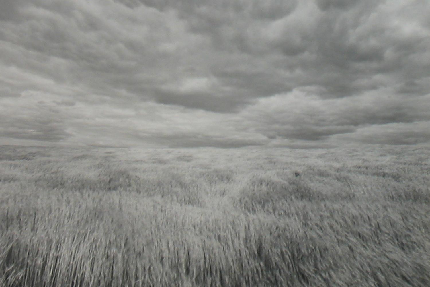 black and white photograph of a wheatfield