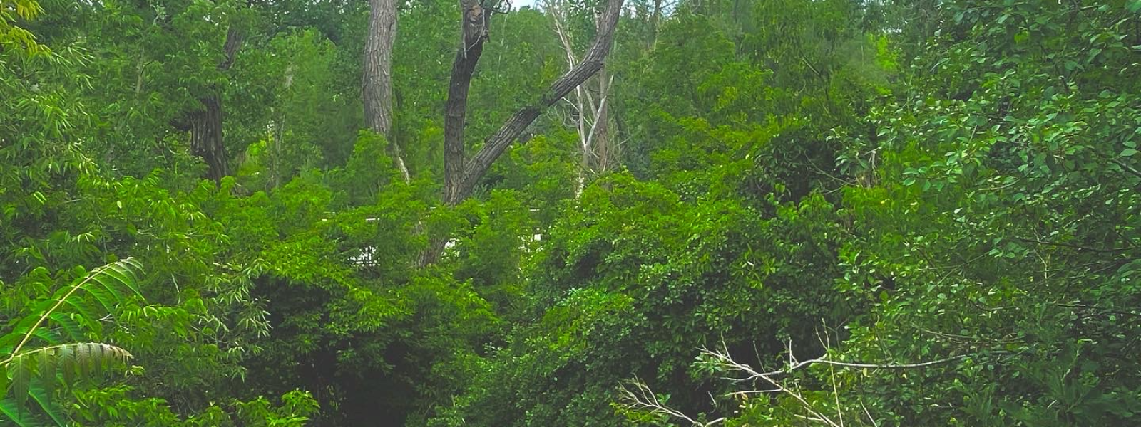 Green landscape