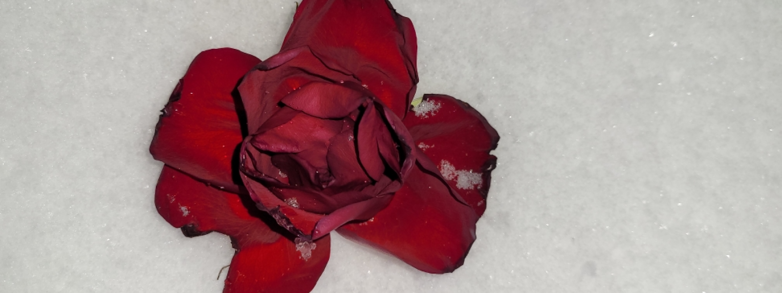 Rose in the Frozen Concrete