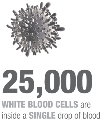  25,000  white blood cells are inside a single drop of blood