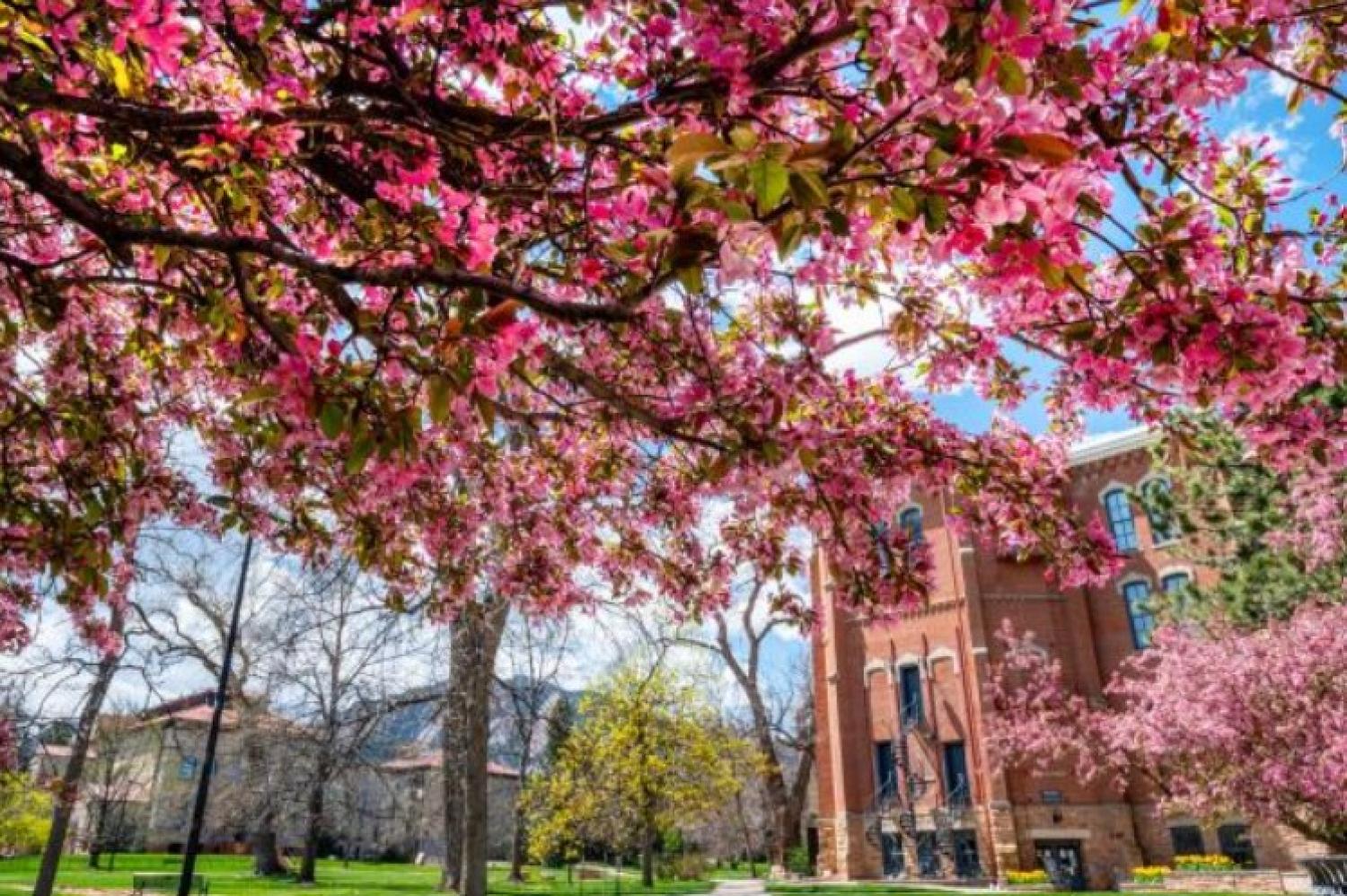 CU campus in spring
