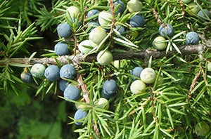 Rocky Mountain Juniper