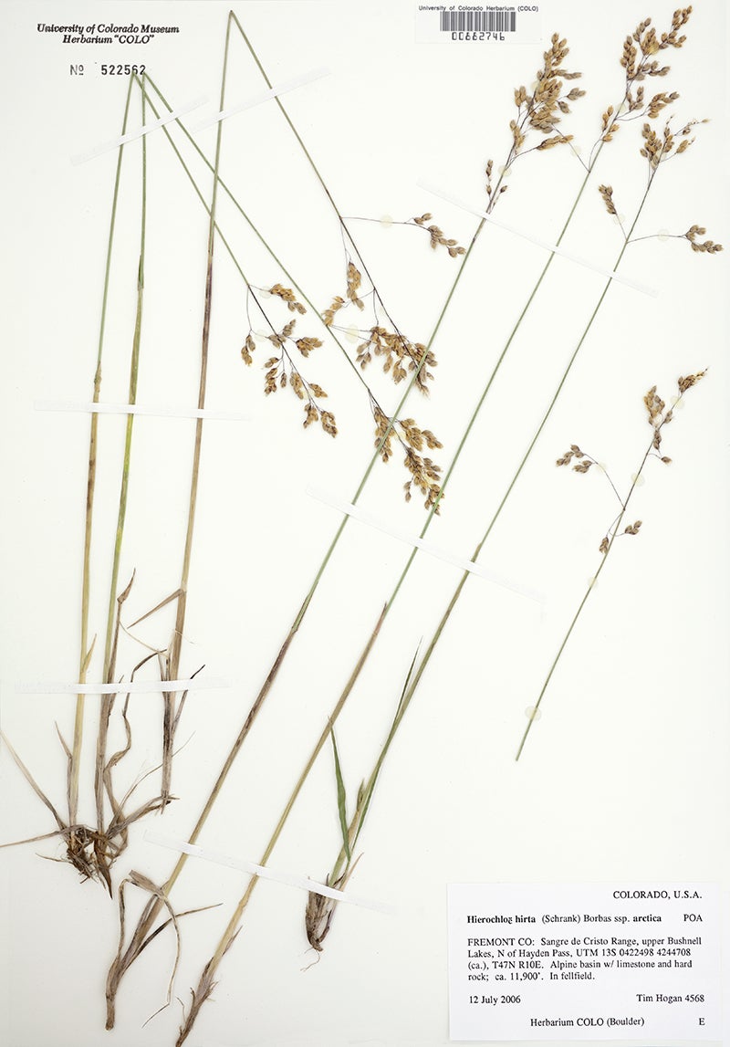 dried sweetgrass pressed on paper