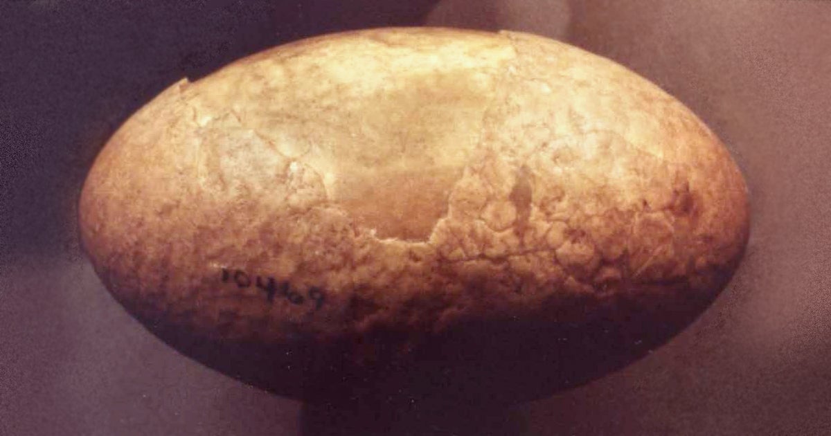 Fossilized Eggshells | Museum of Natural History | University of ...