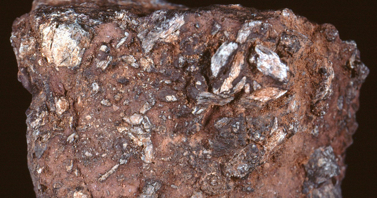 Coprolites | Museum of Natural History | University of Colorado Boulder